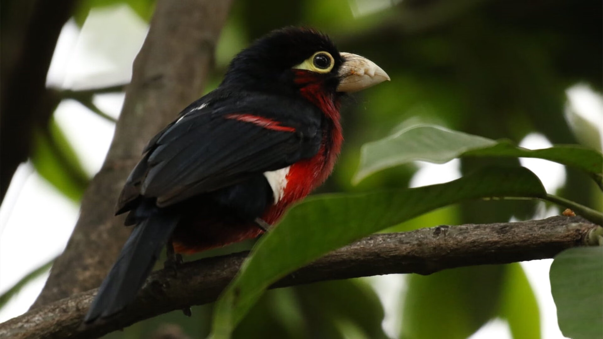 开云-铁闸显威！德国战车黯然失色，巴斯托尼如何用教科书级防守主宰德爱大战？