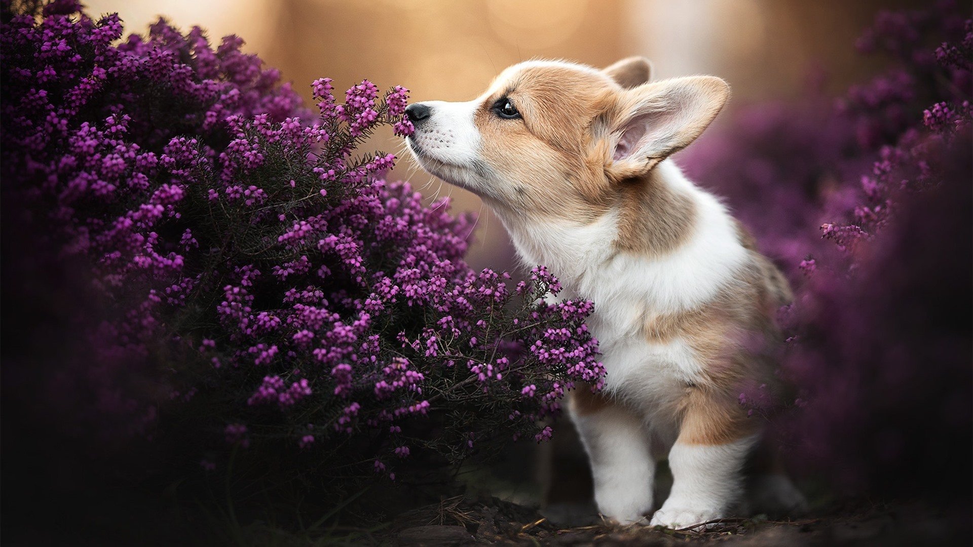 开云体育在线-莫德里奇宝刀未老，墨西哥破阵晋级，一场技术、意志与未来的较量